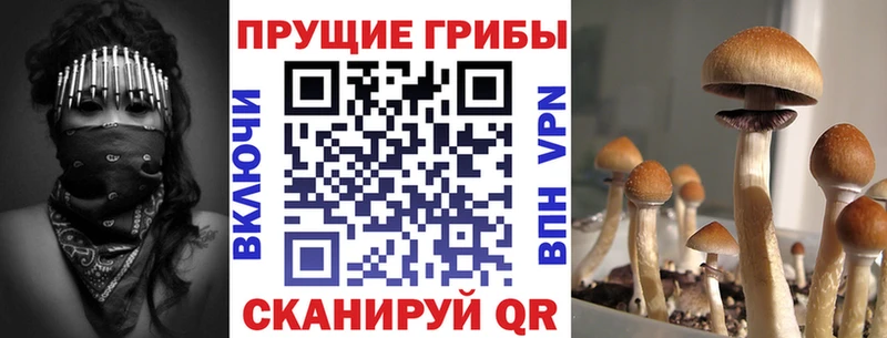 Псилоцибиновые грибы GOLDEN TEACHER  Купить  Волжский 